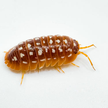 Armadillidium Werneri Orange